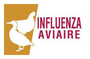 Un foyer d’influenza aviaire hautement pathogène confirmé dans un élevage à Bricquebec-en-Cotentin